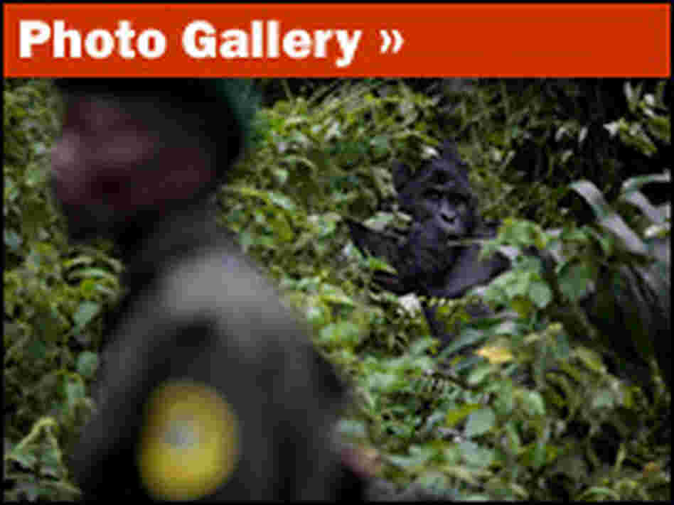 Photo Gallery: The Massacre of the Mountain Gorillas