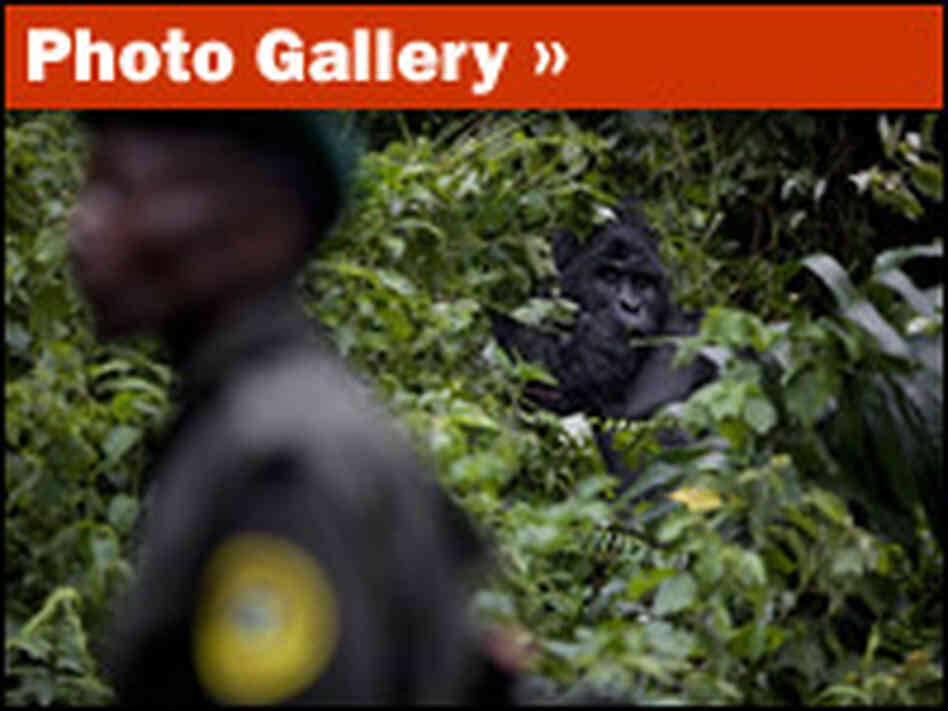 Photo Gallery: The Massacre of the Mountain Gorillas Photo Gallery: The Massacre of the Mountain Gorillas