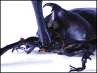 Allomyrina Allomyrina