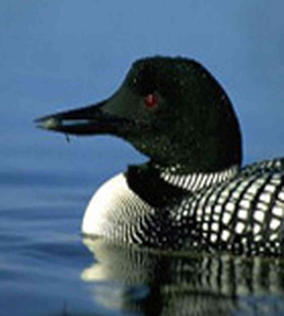 A loon A loon