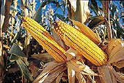 Bt corn