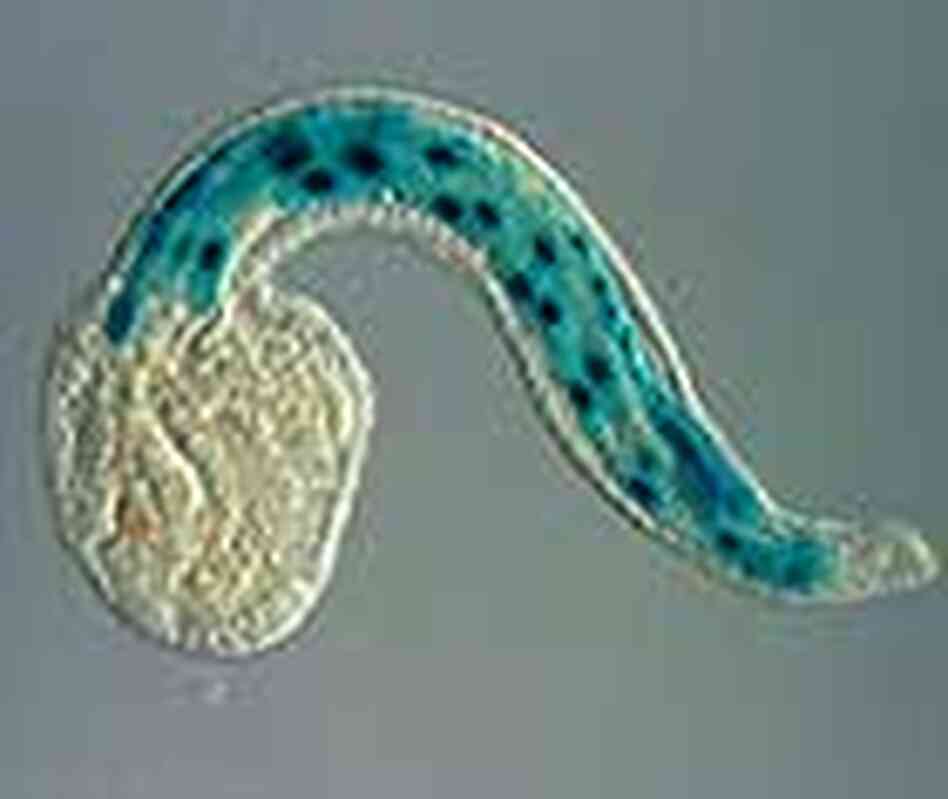 Sea squirt embryo Sea squirt embryo