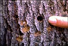 Round holes