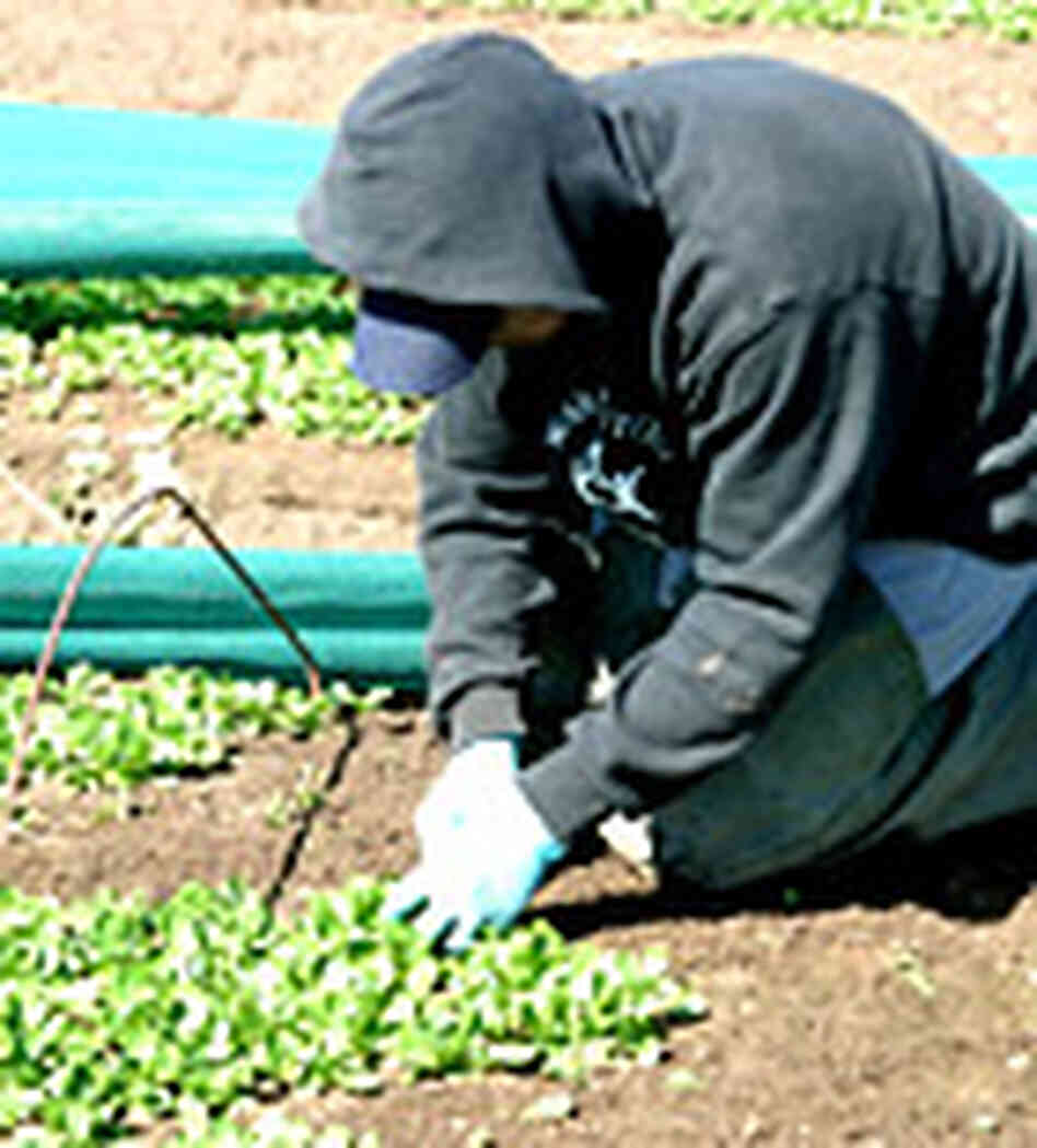 Worker cuts Mache leaves Worker cuts Mache leaves