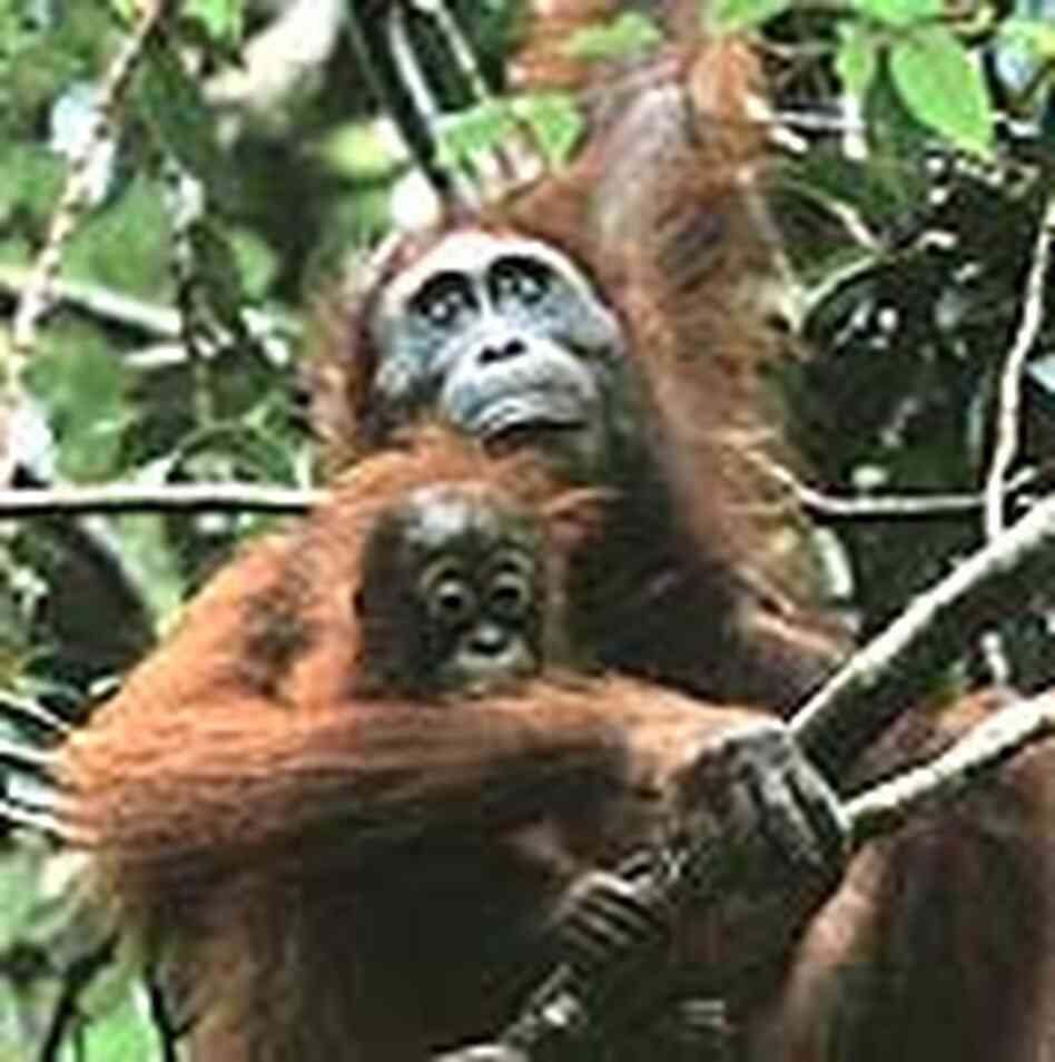 Mother and baby orangutan Mother and baby orangutan