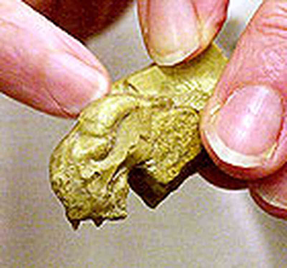 Fossilized skull of Archaeopteryx Fossilized skull of Archaeopteryx