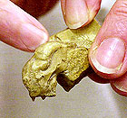 Fossilized skull of Archaeopteryx
