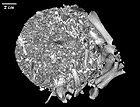 CAT scan image of the insides of an elephant bird egg.