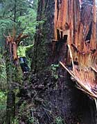 Ketzel Levine in a fallen fir.