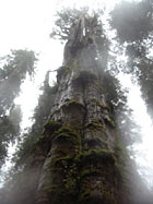 The world's largest -- and possibly oldest -- western redcedar.