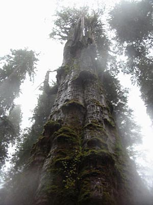 The world's largest -- and possibly oldest -- western red cedar, on the Olympic Peninsula in Washington state.