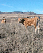 Organically ranched cattle in West Texas