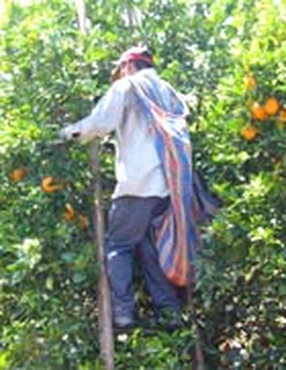 A worker picks oranges A worker picks oranges