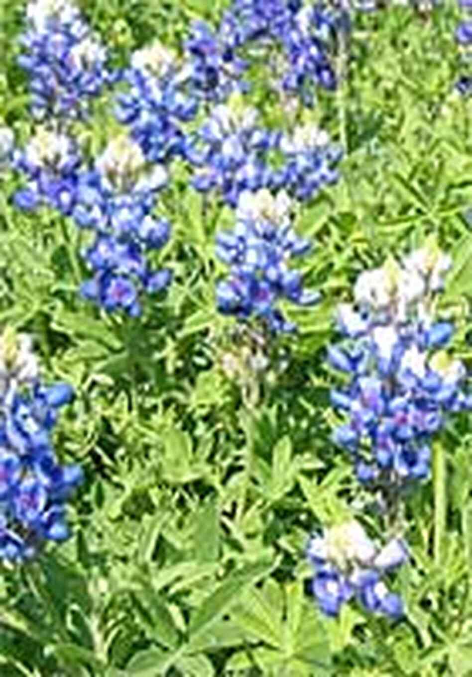 Bluebonnets Bluebonnets