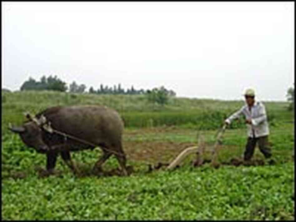 Wu Faliang tills his tiny plot of land with a water buffalo and wooden plow. Wu Faliang tills his tiny plot of land with a water buffalo and wooden plow.