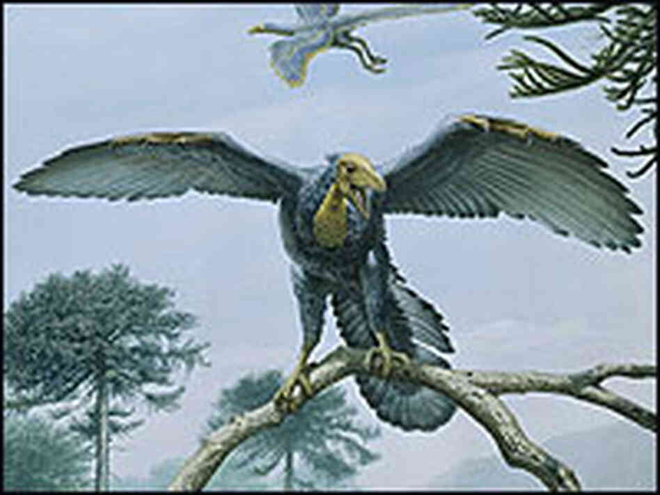An artist's impression of the oldest known bird, Archaeopteryx. An artist's impression of the oldest known bird, Archaeopteryx.