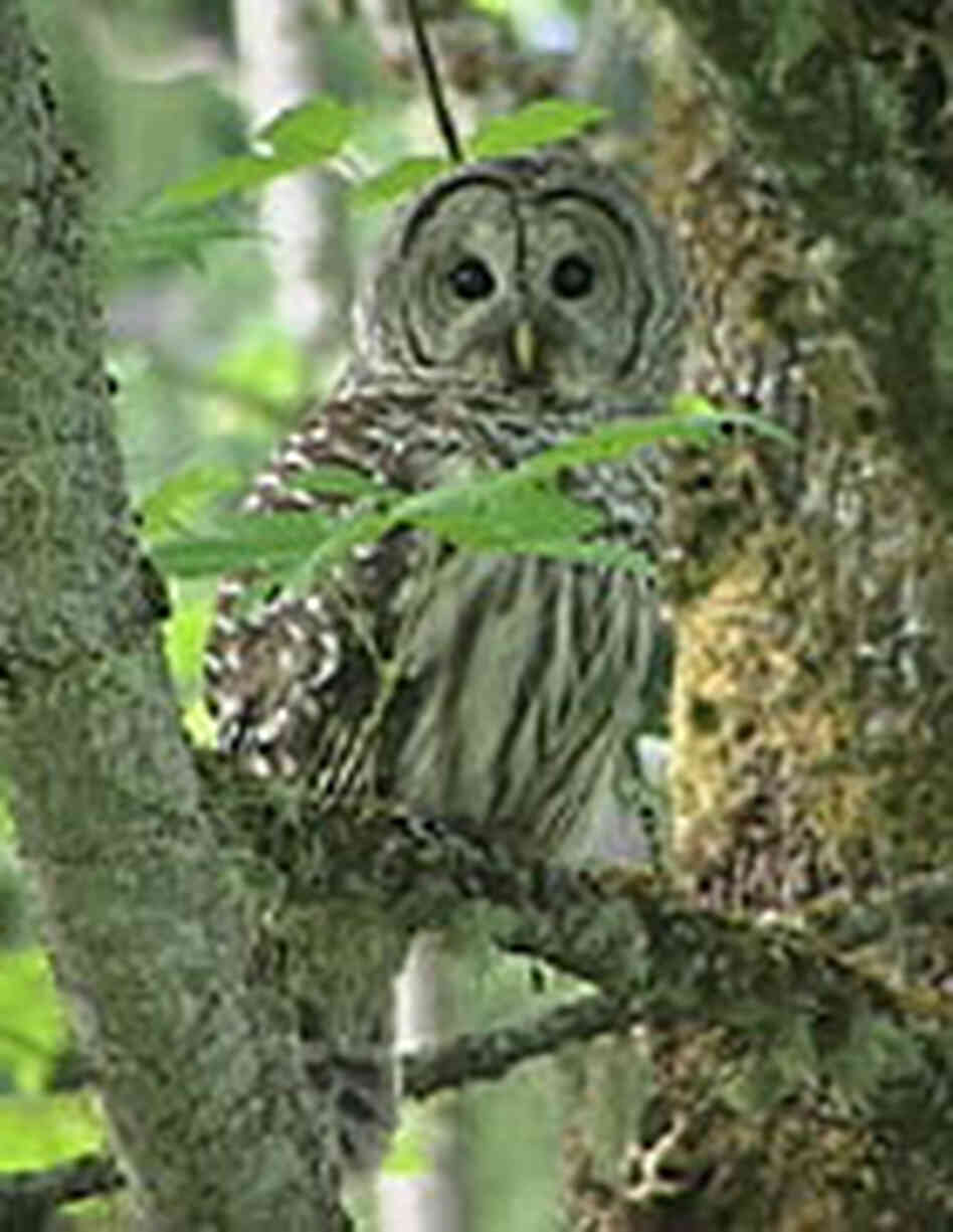 The more aggressive barred owl has moved into prime spotted owl territory and displacing the bird. The more aggressive barred owl has moved into prime spotted owl territory and displacing the bird.