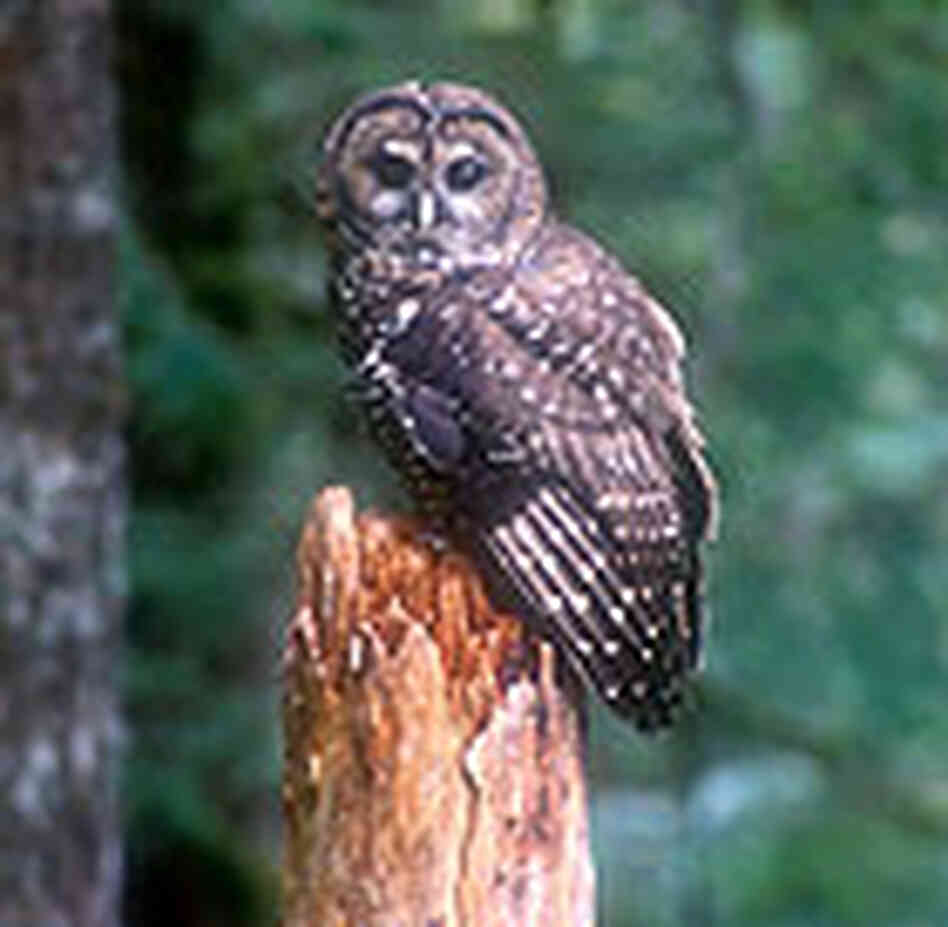 The Northern Spotted Owl The Northern Spotted Owl