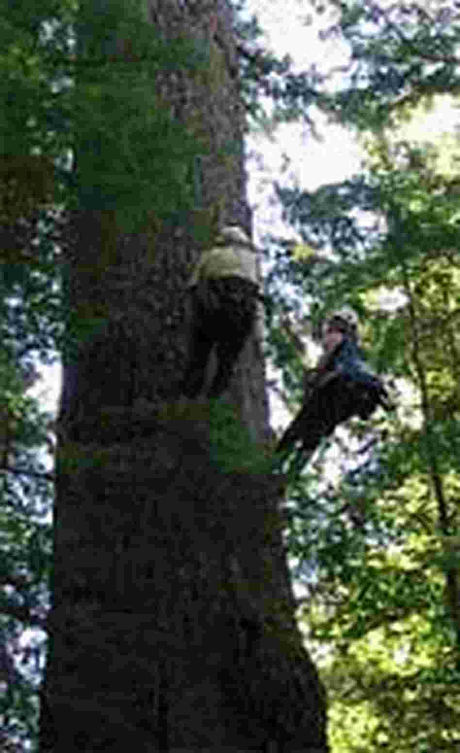Scott Altenhoff, left, and NPR's Ketzel Levine climb a Douglas fir. Scott Altenhoff, left, and NPR's Ketzel Levine climb a Douglas fir.