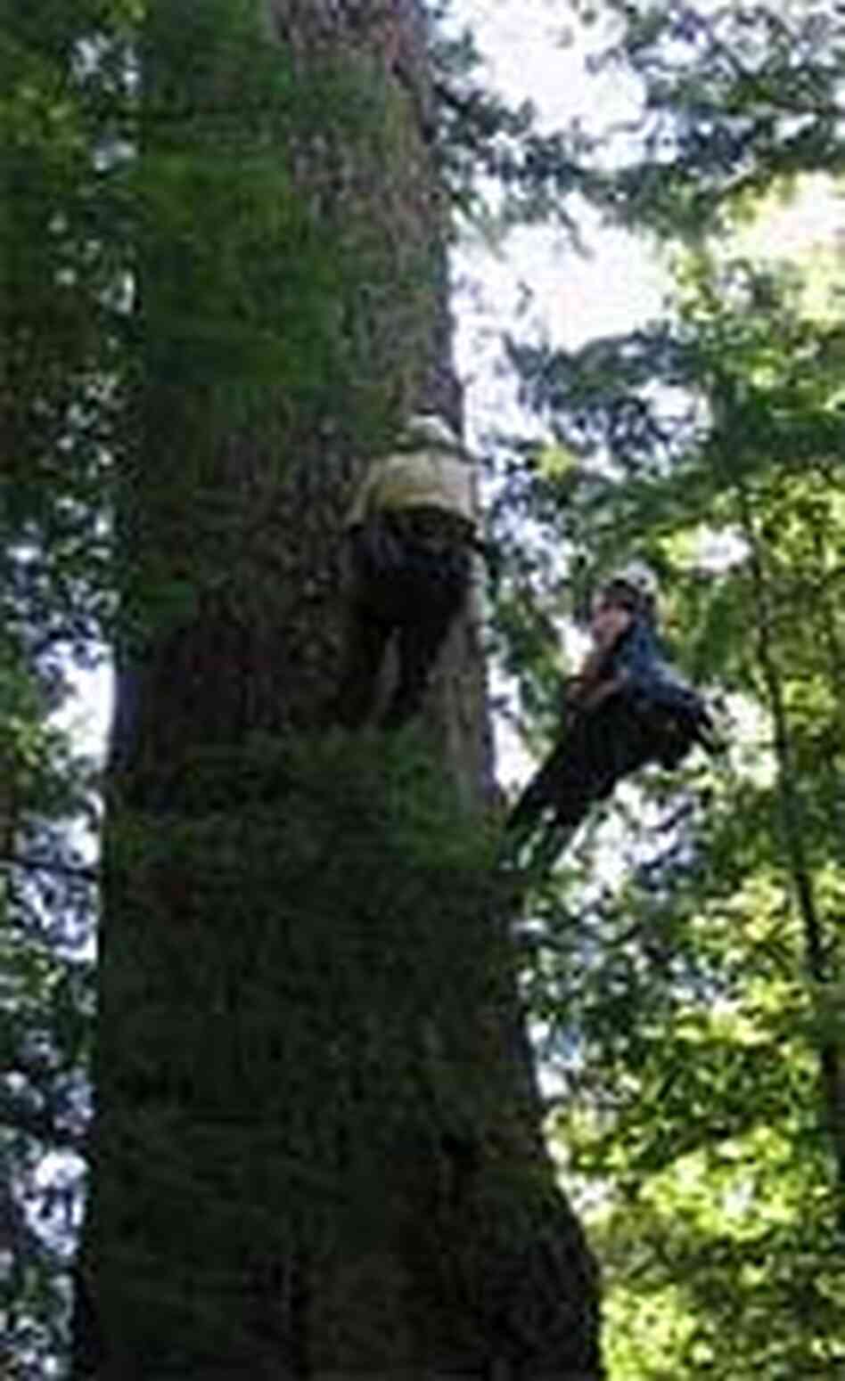 Scott Altenhoff, left, and NPR's Ketzel Levine climb a Douglas fir. Scott Altenhoff, left, and NPR's Ketzel Levine climb a Douglas fir.