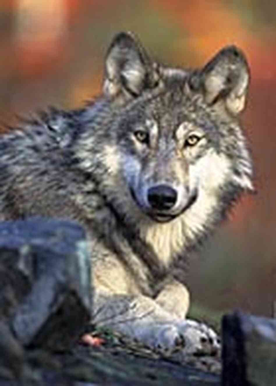 Gray wolf Gray wolf