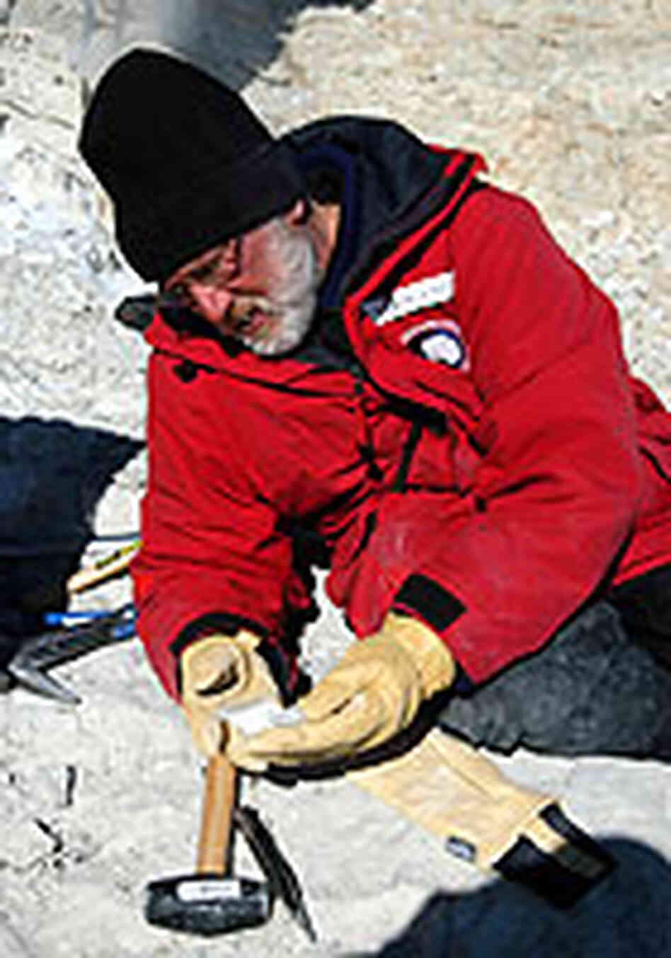 Paleontologist William Hammer in Antarctica Paleontologist William Hammer in Antarctica