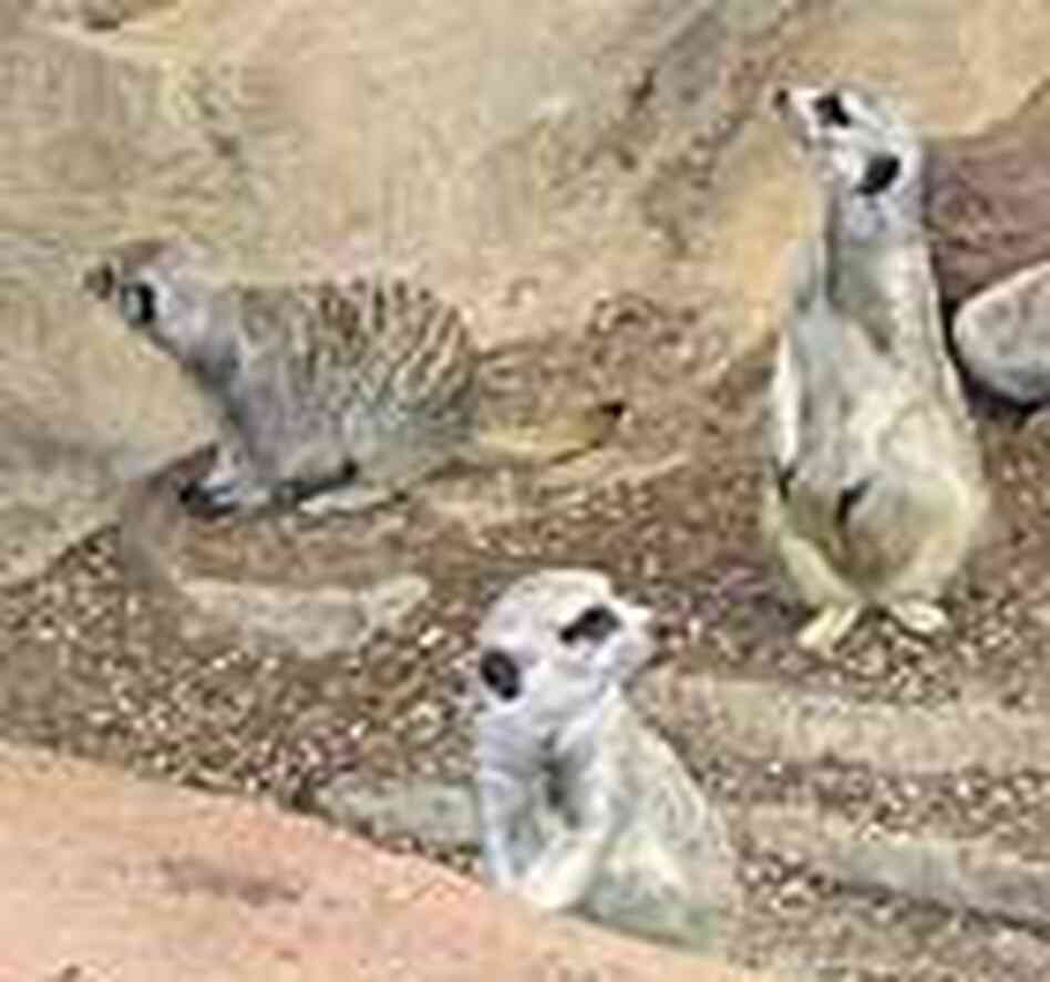 Meerkats at Omaha's Doorly Zoo. Meerkats at Omaha's Doorly Zoo.
