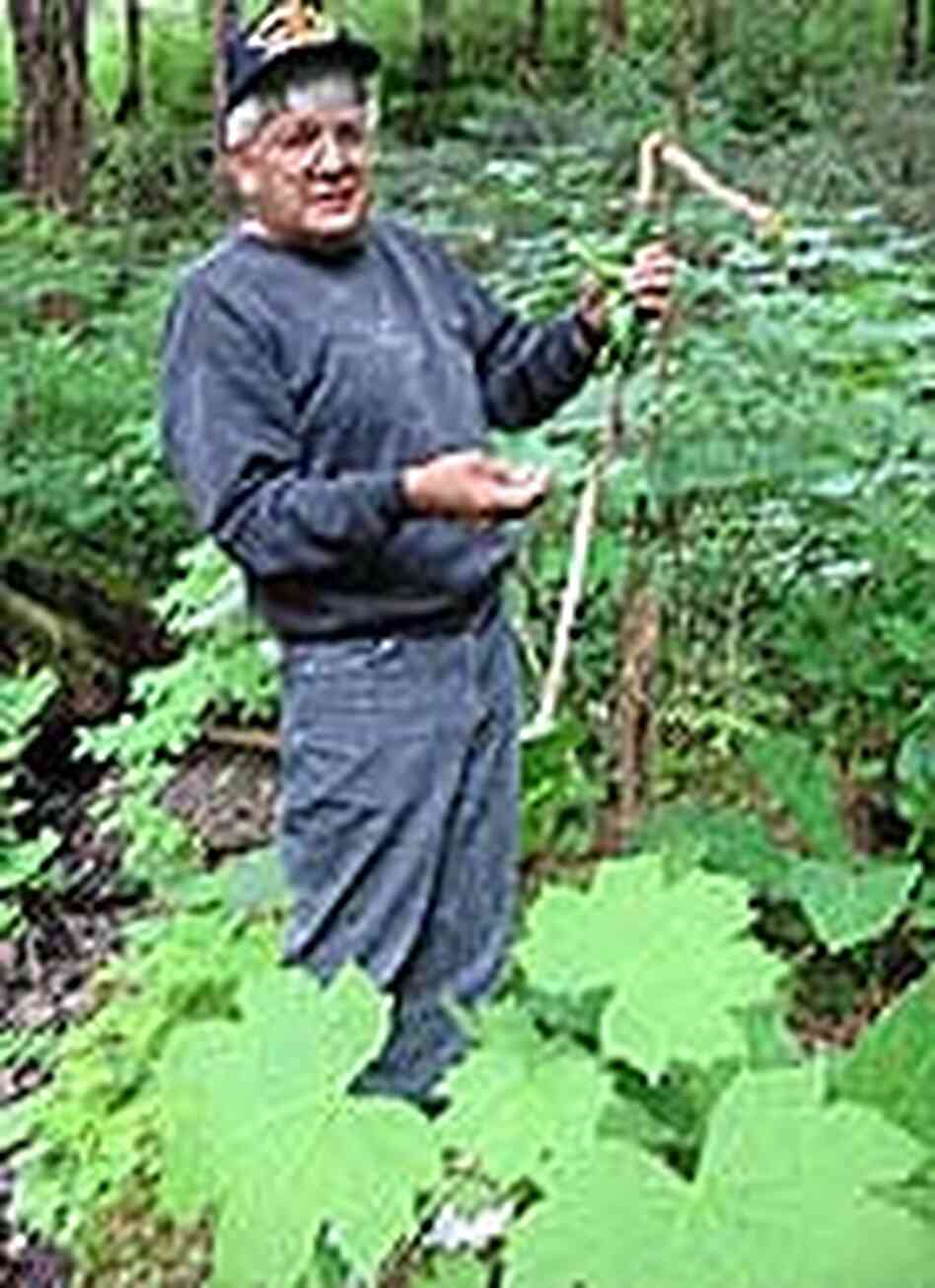 George Bennett holds the limb of a devil's club plant. George Bennett holds the limb of a devil's club plant.