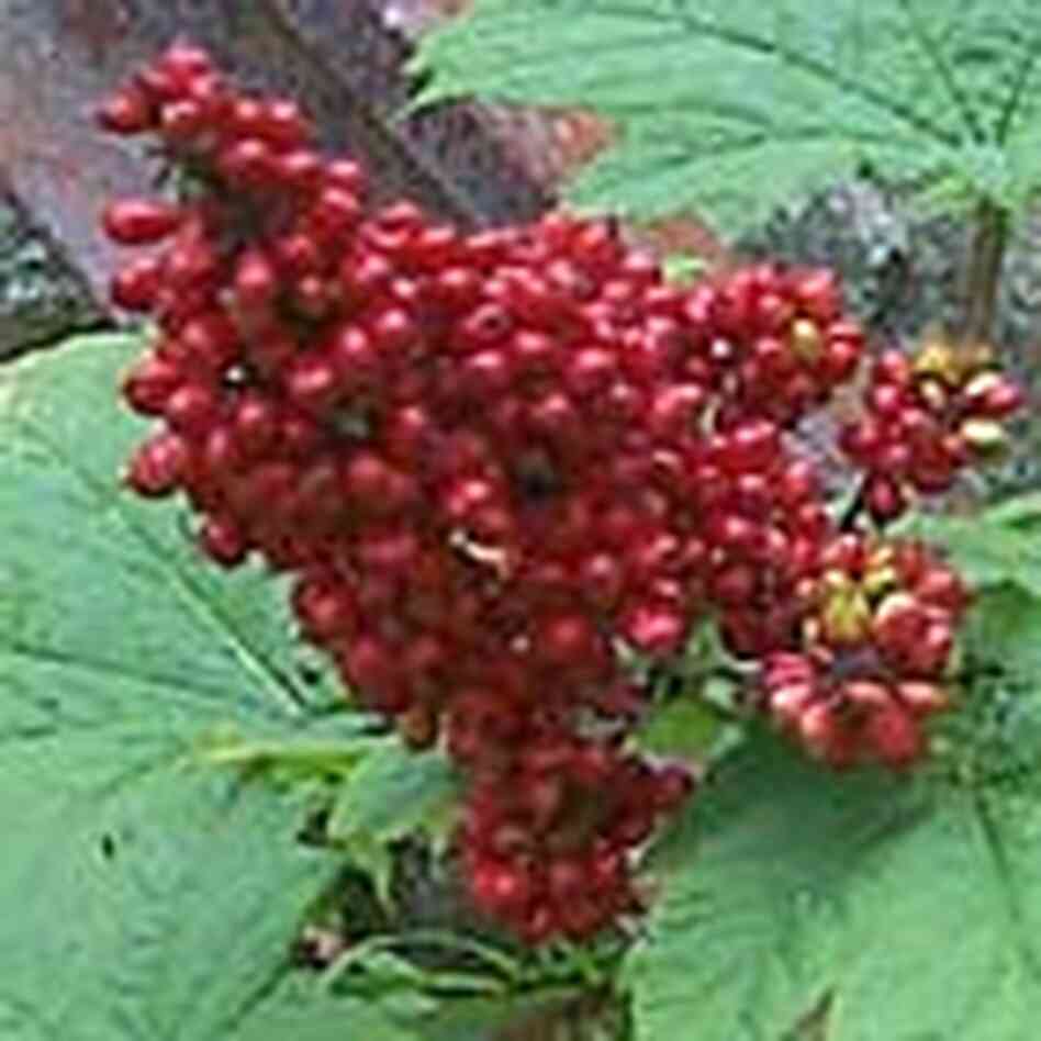 The devil's club's red fruit is candy for bears. The devil's club's red fruit is candy for bears.