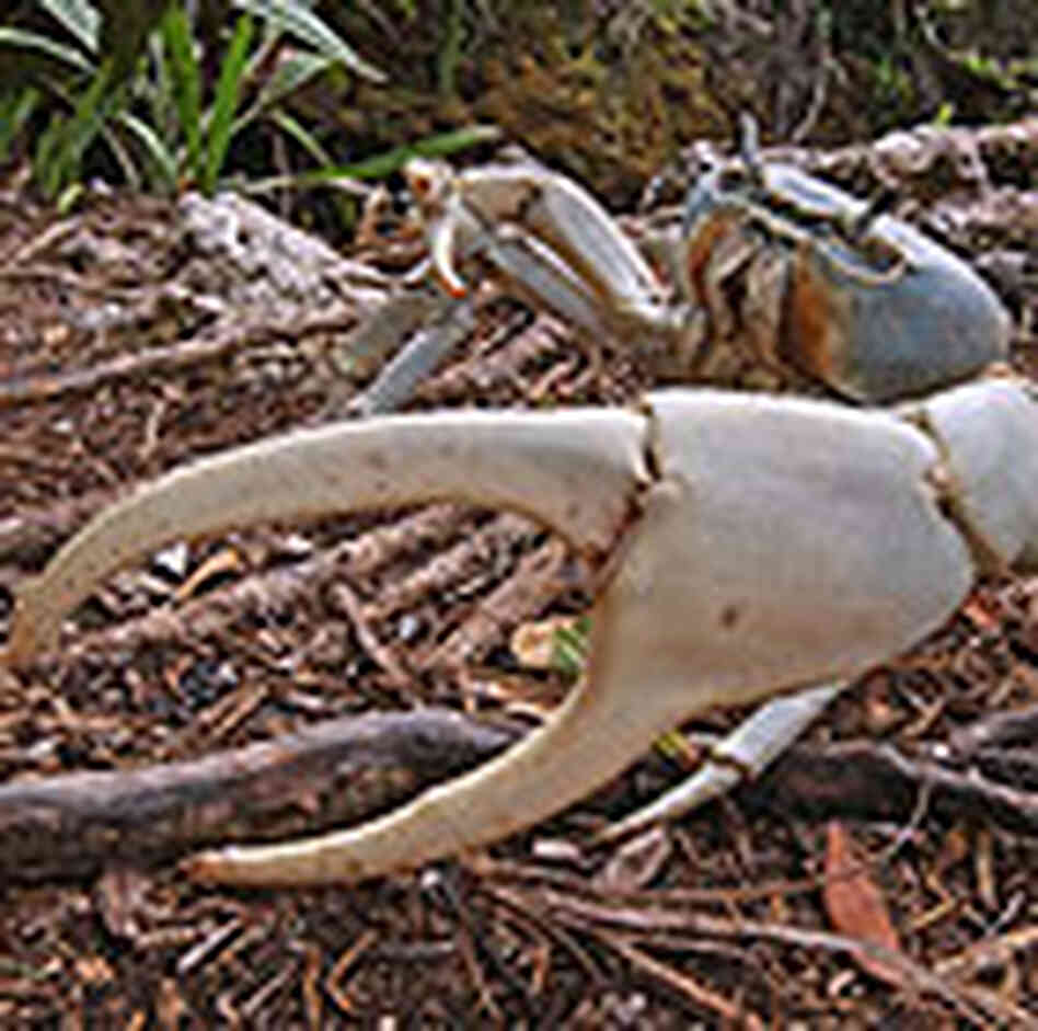 Giant Land Crab Giant Land Crab