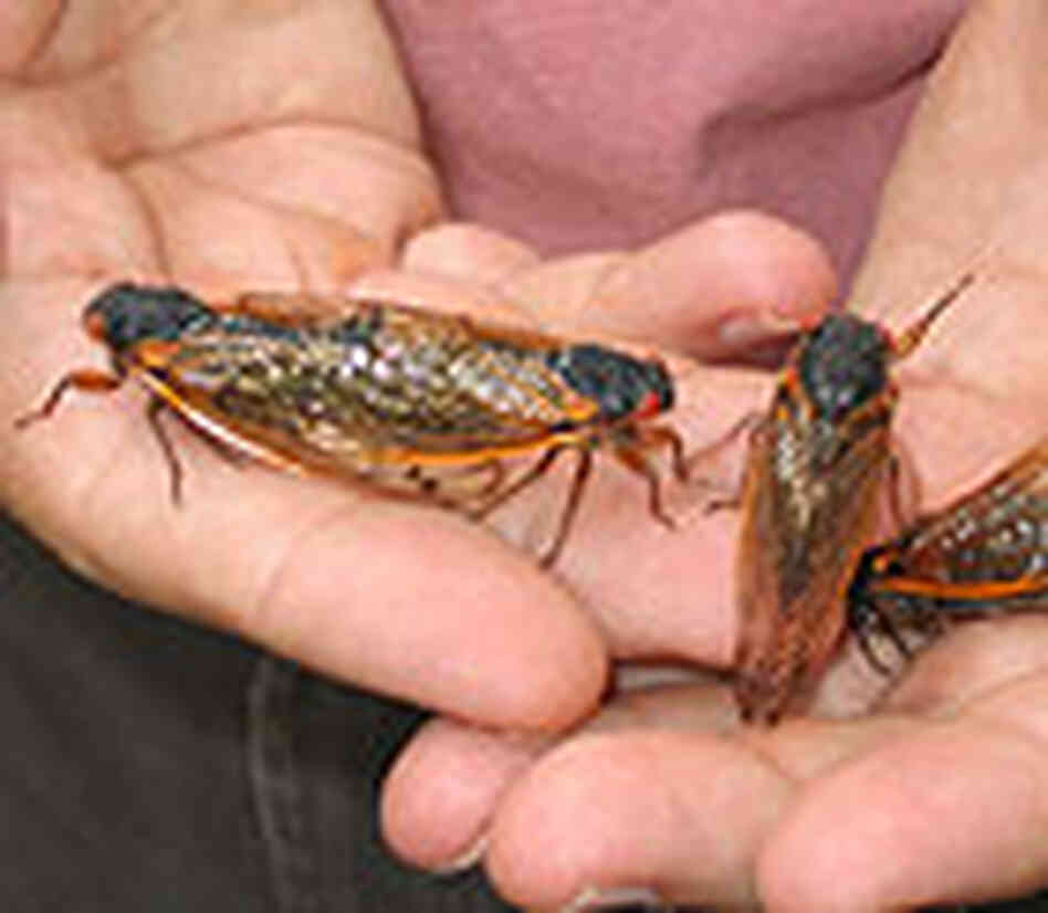 Mating cicadas. Mating cicadas.