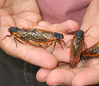 Mating cicadas.