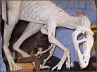 Model of Dilong paradoxus Model of Dilong paradoxus