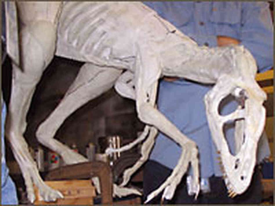 Model of Dilong paradoxus Model of Dilong paradoxus