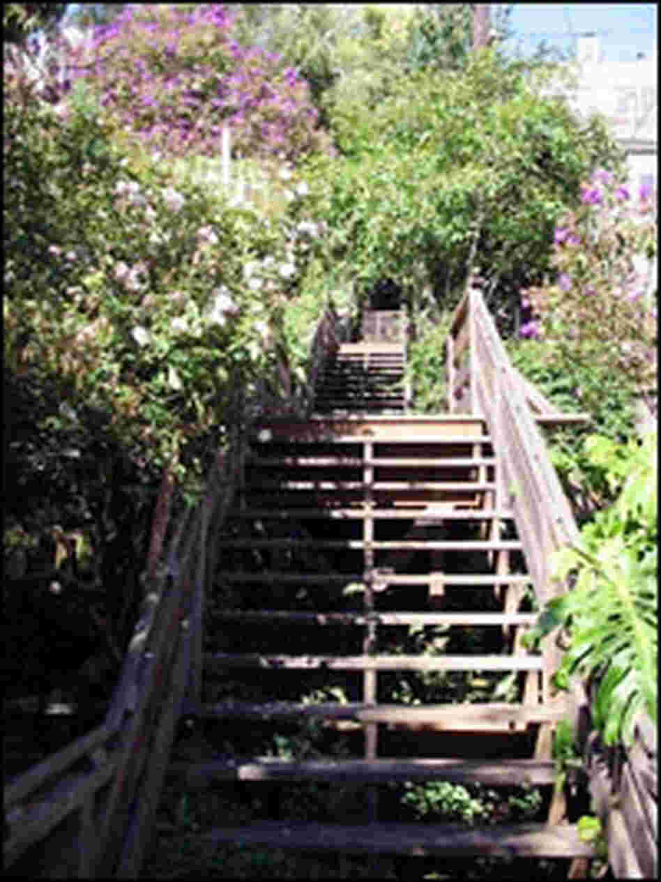 The gardens along the Filbert Steps The gardens along the Filbert Steps