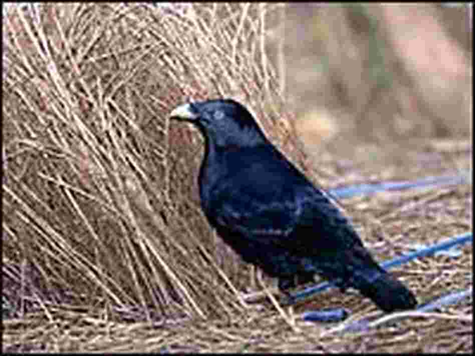 A male satin bowerbird builds a bower. A male satin bowerbird builds a bower.