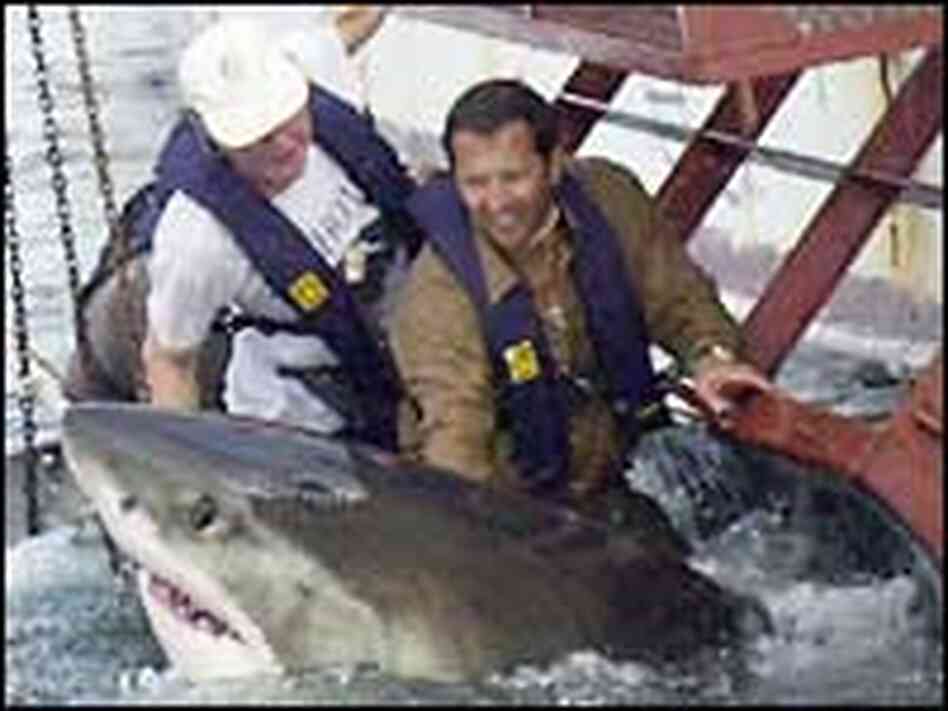 Ramon Bonfil works with a great white shark in South Africa Ramon Bonfil works with a great white shark in South Africa