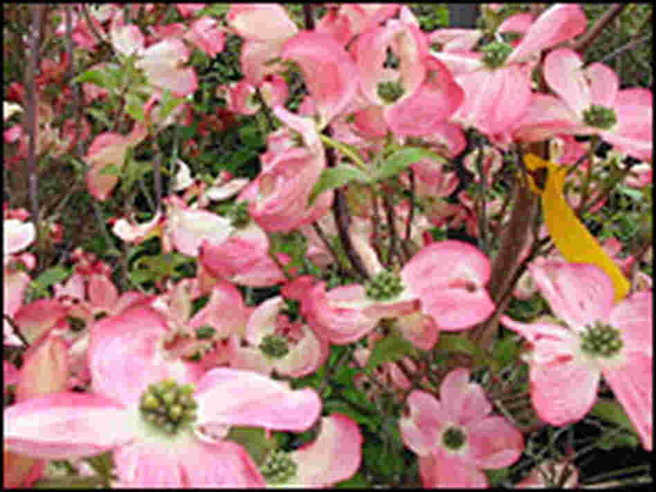 Pink 'Cornus florida' cultivars Pink 'Cornus florida' cultivars