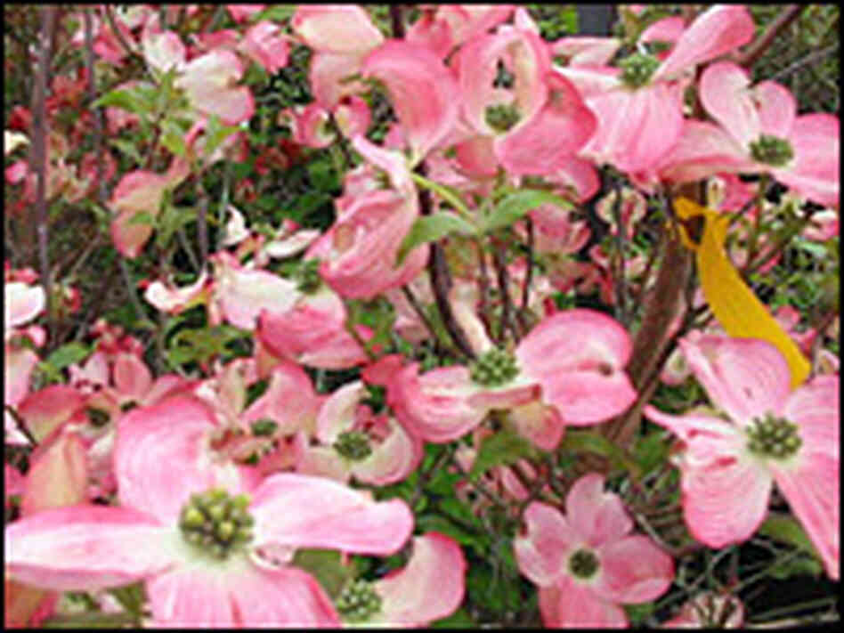 Pink 'Cornus florida' cultivars Pink 'Cornus florida' cultivars