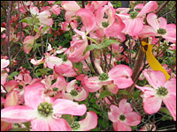 Pink 'Cornus florida' cultivars