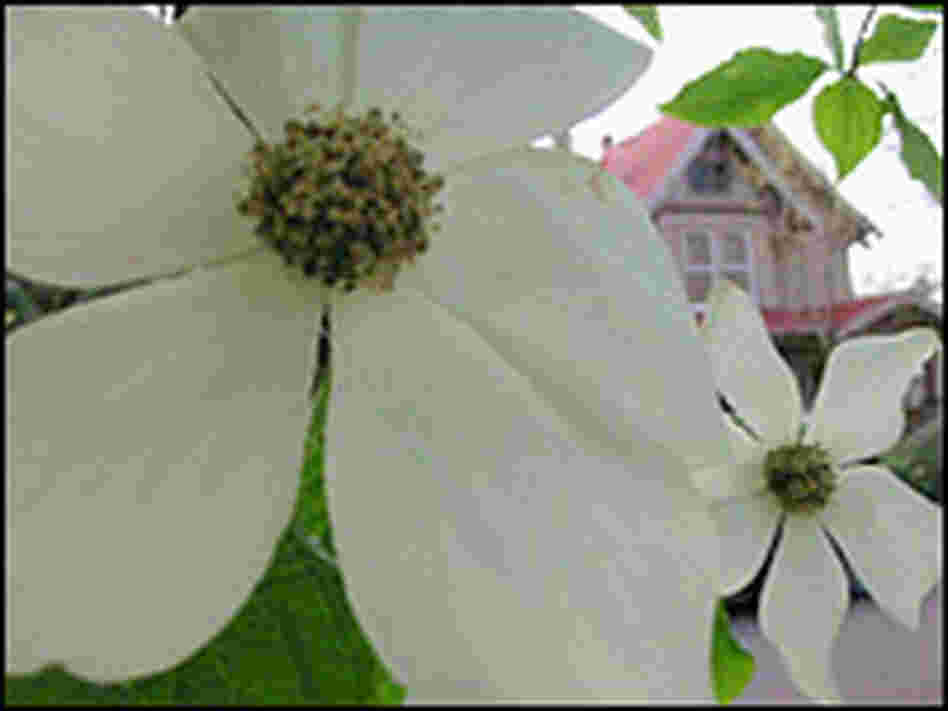 Cornus nuttallii Cornus nuttallii
