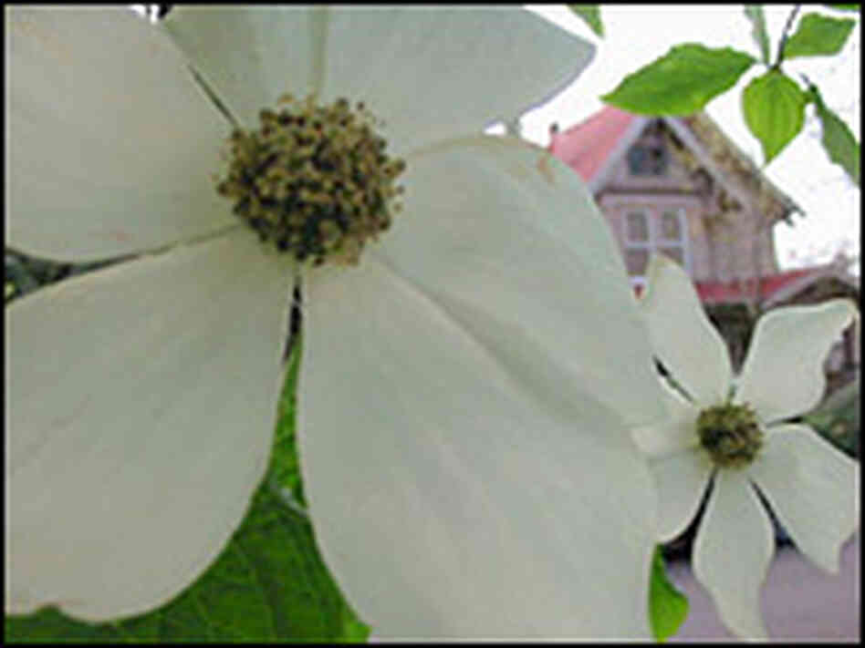 Cornus nuttallii Cornus nuttallii