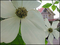 Cornus nuttallii