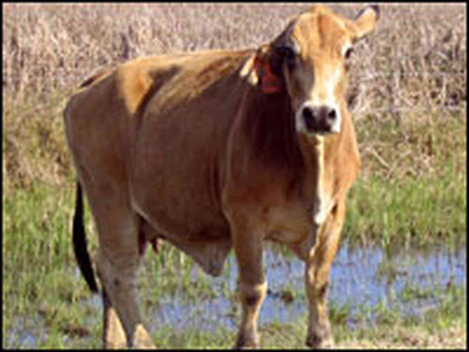 A cow roams free in Cameron Parish. A cow roams free in Cameron Parish.