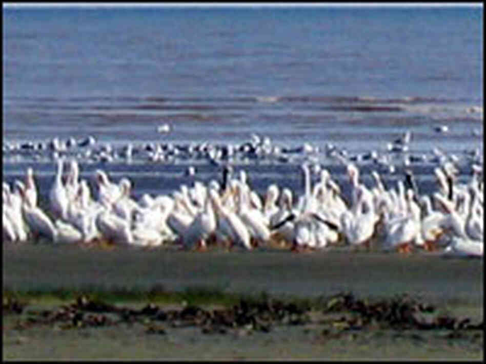 White pelicans flock on a public beach in Cameron Parish, La. White pelicans flock on a public beach in Cameron Parish, La.