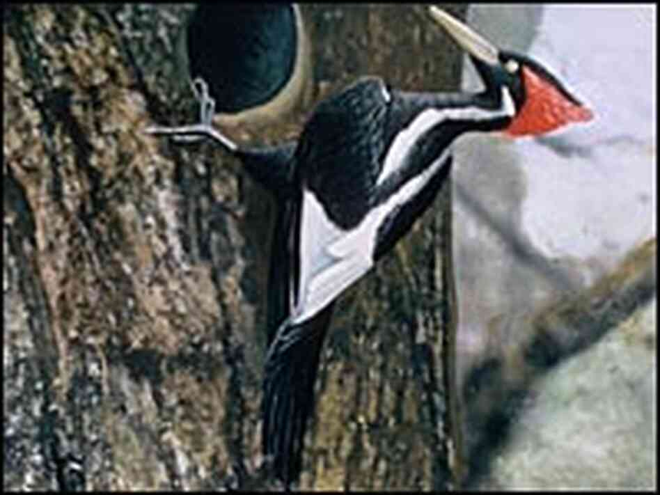 Ivory-Billed Woodpecker Rediscovered in Arkansas : NPR