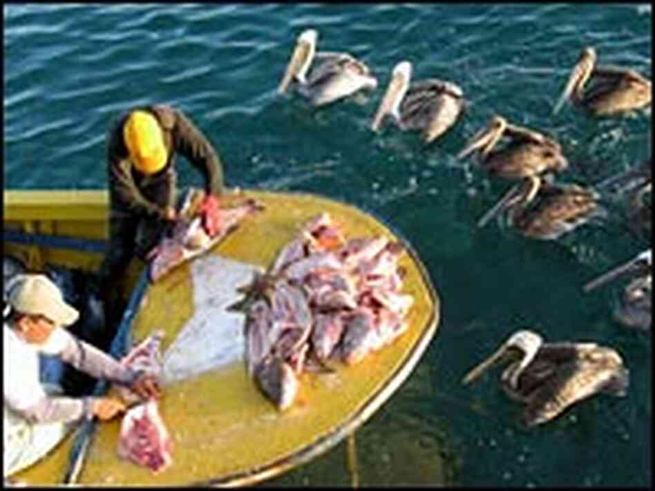 Fishermen cut up their daily catch in San Cristobal's port of Baquerizo Moreno. Fishermen cut up their daily catch in San Cristobal's port of Baquerizo Moreno.