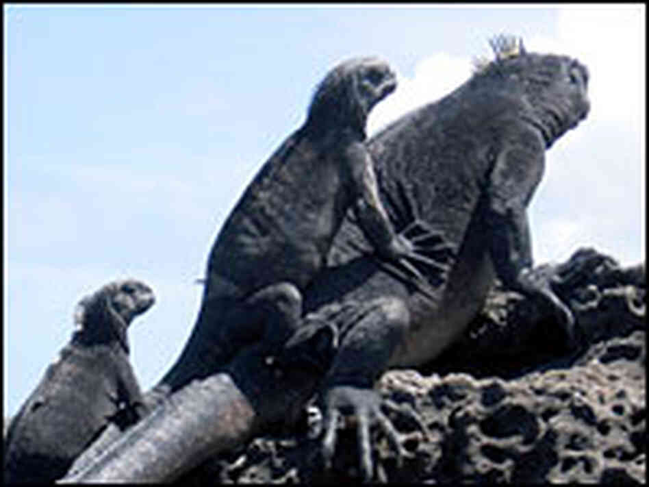Sea iguanas Sea iguanas