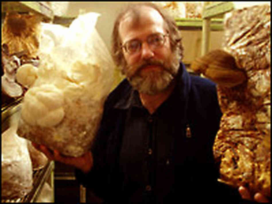 Paul Stamets with mushrooms he's growing at his Mason County, Wash.,  compound. Credit: Tom Banse.