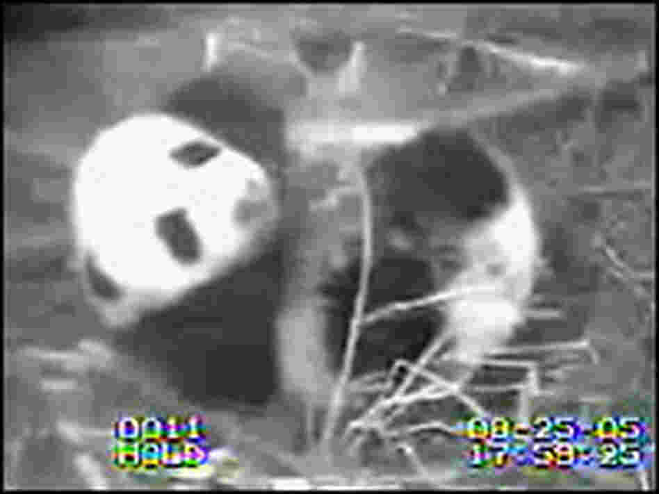The National Zoo's male giant panda cub on August 25, 2005. The National Zoo's male giant panda cub on August 25, 2005.